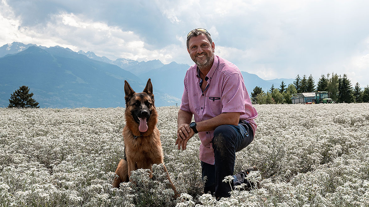 Edelweiss